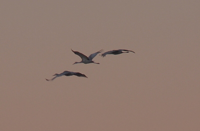 [The birds are flying away from the camera at an angle which makes their left sides visible. The birds are mostly light colored except for the outer undersides of their wings which is dark. Their long skinny legs are straight out behind them and the bump of their head leads to their long bills. The bird in the middle has its wings upward while the other two have wings level to their bodies. The grey sky has a pinkish tinge. ]